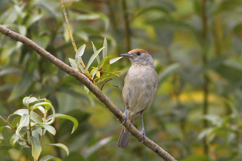 Photo Oiseaux Fauvette à tête noire (Sylvia atricapilla)