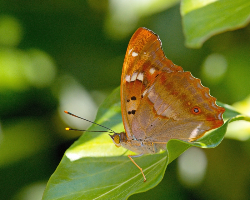 Photo Insectes Petit Mars changeant (Apatura ilia)