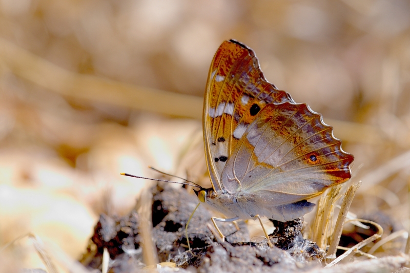 Photo Insectes Petit Mars changeant (Apatura ilia)