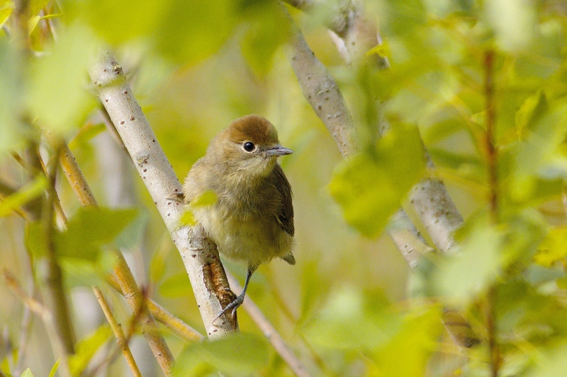 Photo Oiseaux Fauvette à tête noire (Sylvia atricapilla)