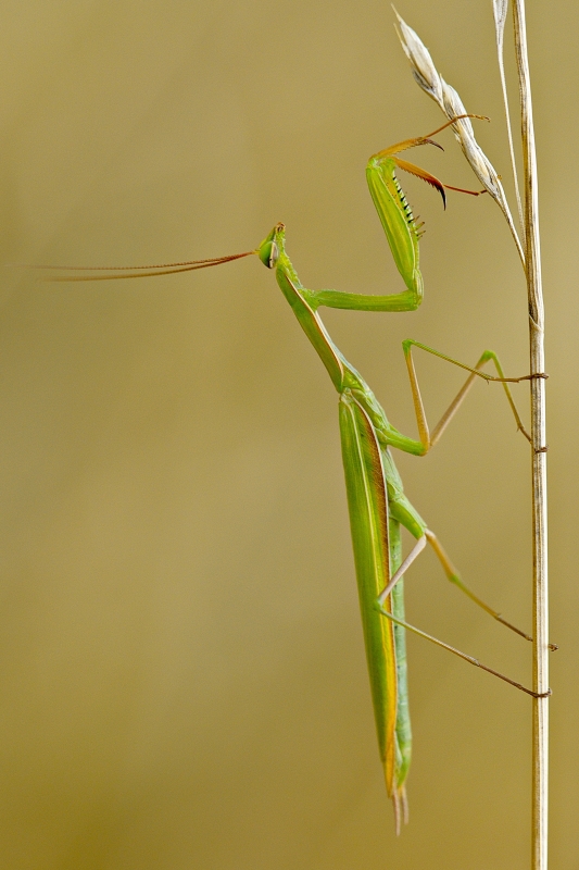 Photo Insectes Mante religieuse (Mantis religiosa)