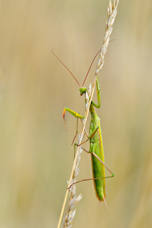 Photo Insectes Mante religieuse (Mantis religiosa)