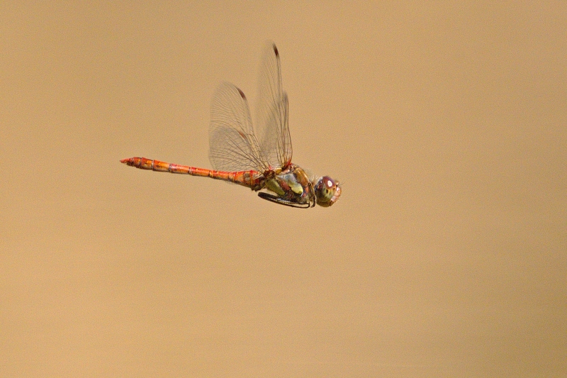 Photo Insectes Sympétrum strié (Sympetrum striolatum)