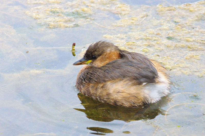 Photo Oiseaux Grèbe castagneux (Tachybaptus ruficollis)