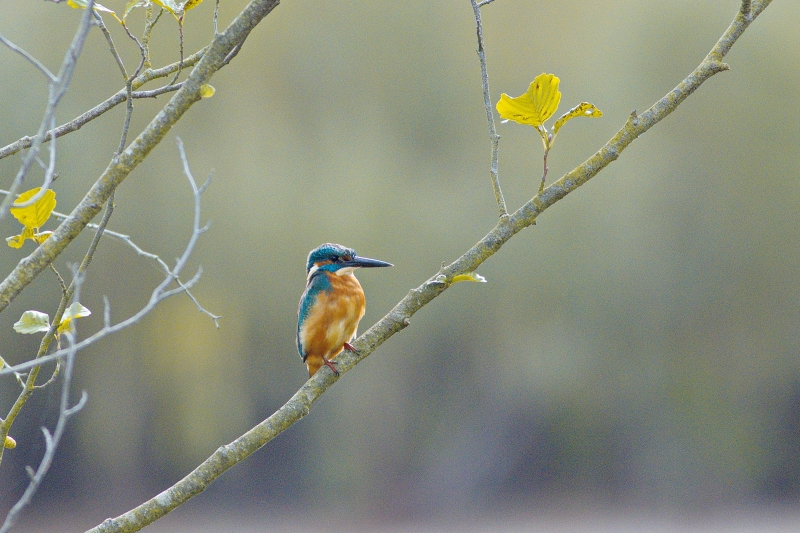 Photo Oiseaux Martin-pêcheur d'Europe (Alcedo atthis)