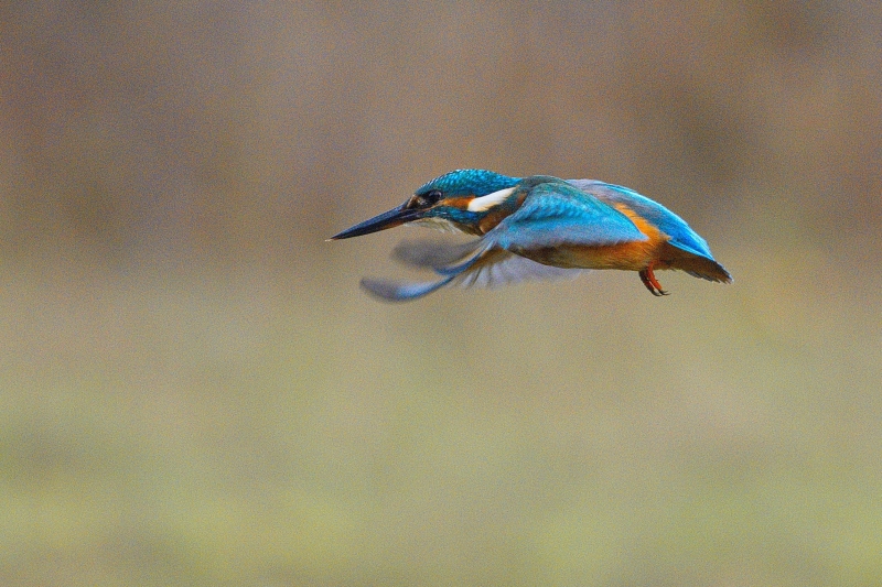 Photo Oiseaux Martin-pêcheur d'Europe (Alcedo atthis)