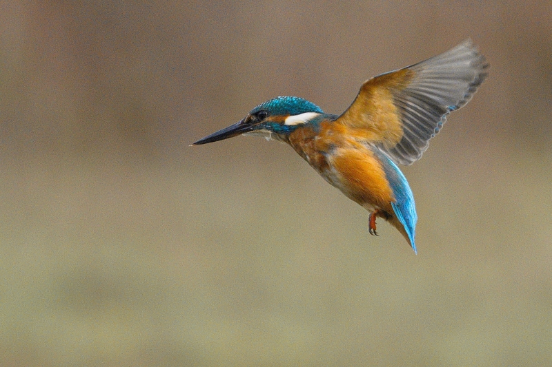 Photo Oiseaux Martin-pêcheur d'Europe (Alcedo atthis)