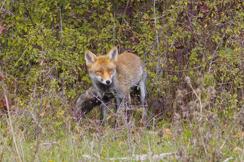 Photo Mammifères Renard roux (vulpes vulpes).