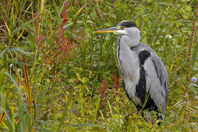 Photo Oiseaux Héron cendré (Ardea cinerea)