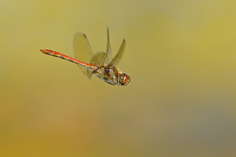 Photo Insectes Sympétrum strié (Sympetrum striolatum)