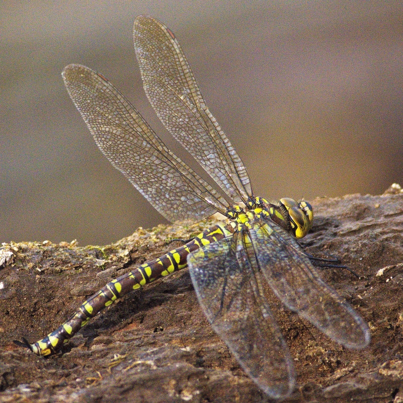 Photo Insectes Aeschne bleue (Aeshna cyanea)