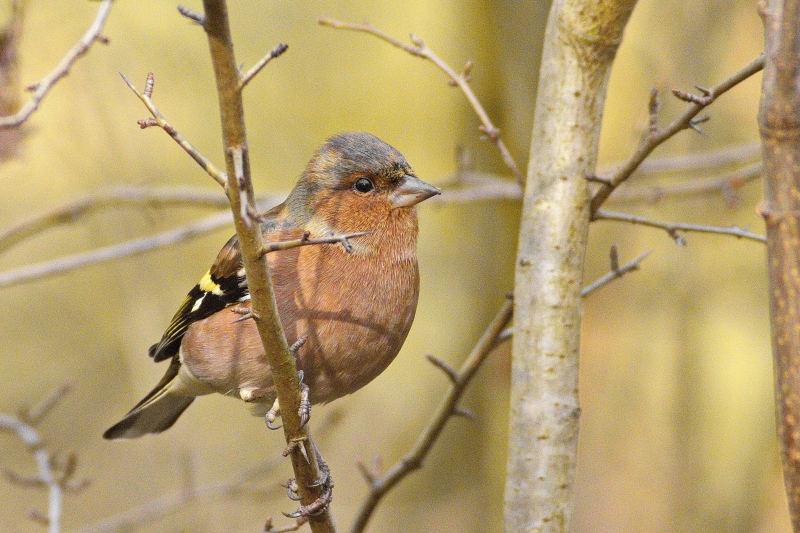 Photo Oiseaux Pinson des arbres (Fringilla coelebs)