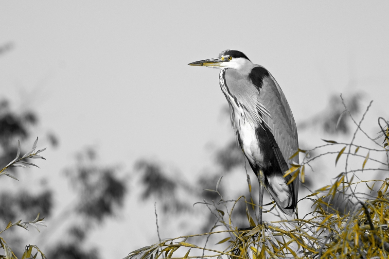 Photo Oiseaux Héron cendré (Ardea cinerea)