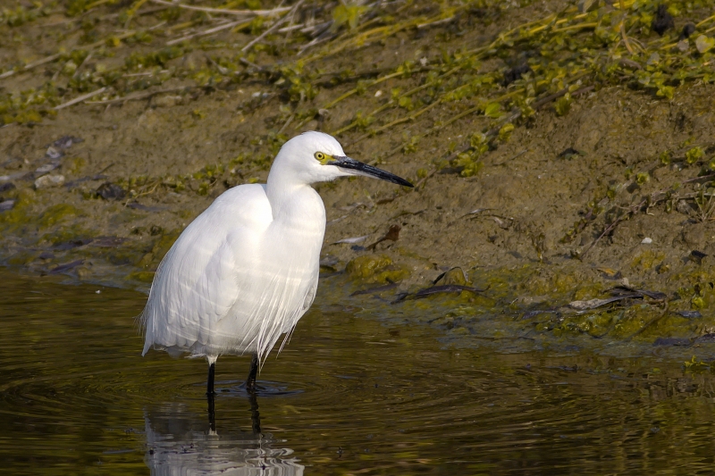 Photo Oiseaux Aigrette garzette (Egretta garzetta)