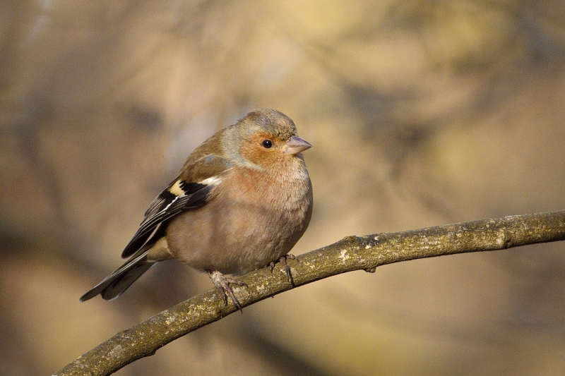 Photo Oiseaux Pinson des arbres (Fringilla coelebs)