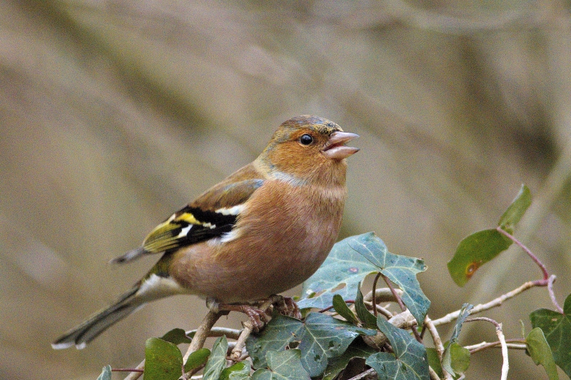 Photo Oiseaux Pinson des arbres (Fringilla coelebs)