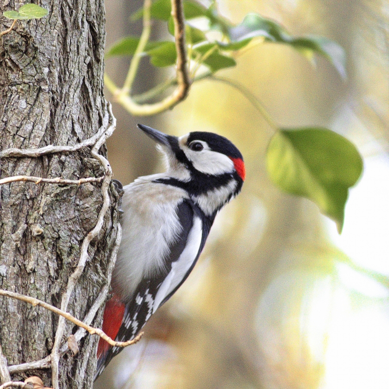 Photo Oiseaux Pic épeiche (Dendrocopos major)