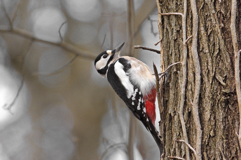 Photo Oiseaux Pic épeiche (Dendrocopos major)