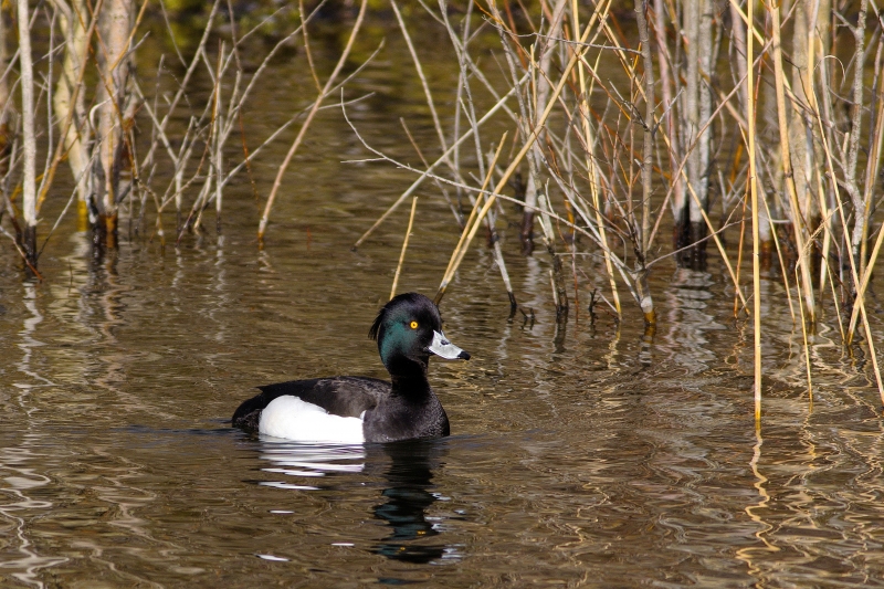 Photo Oiseaux Fuligule morillon (Aythya fuligula)