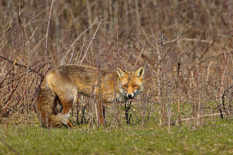 Photo Mammifères Renard roux (vulpes vulpes).