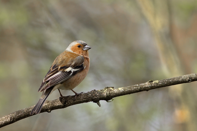 Photo Oiseaux Pinson des arbres (Fringilla coelebs)