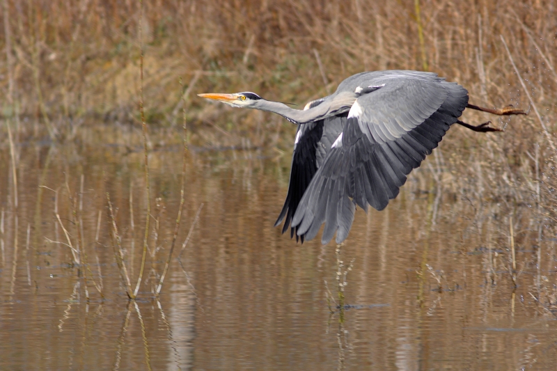 Photo Oiseaux Héron cendré (Ardea cinerea)