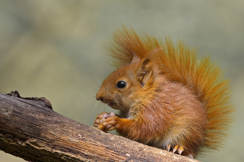 Photo Mammifères Ecureuil roux (Sciurus vulgaris)