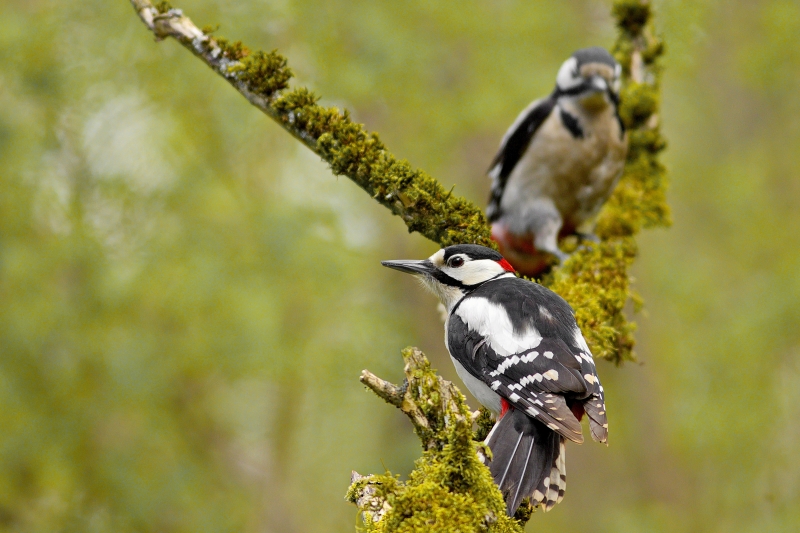 Photo Oiseaux Pic épeiche (Dendrocopos major)