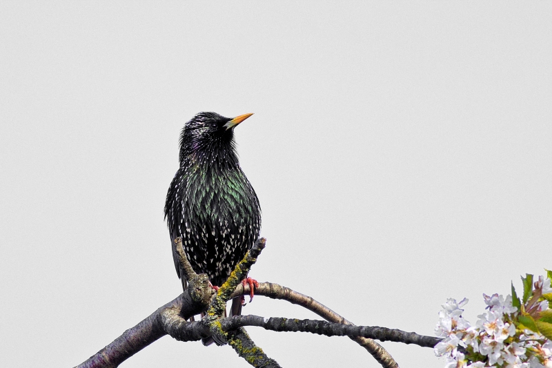 Photo Oiseaux Etourneau sansonnet (Sturnus vulgaris)