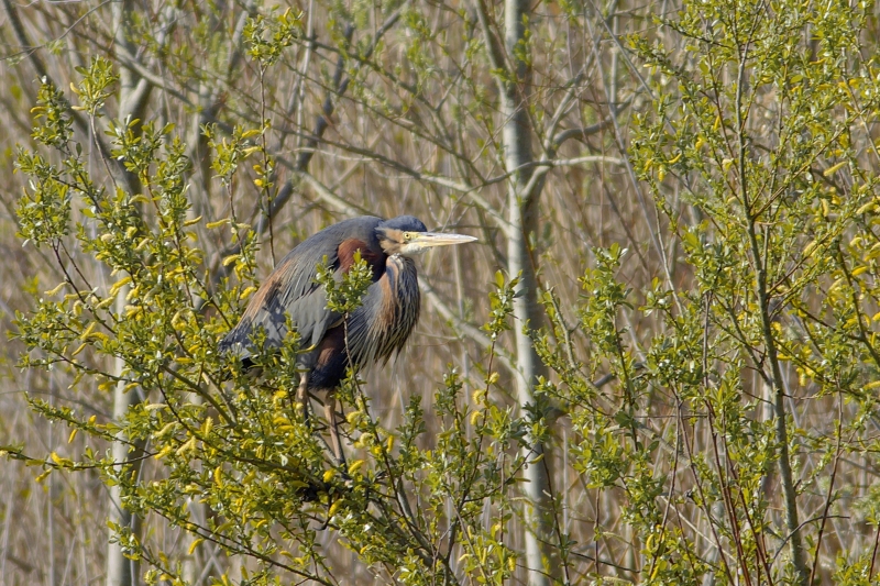 Photo Oiseaux Héron pourpré (Ardea purpurea)