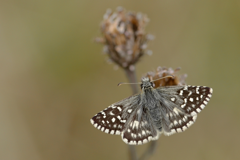 Photo Insectes Tacheté (Pyrgus malvae)