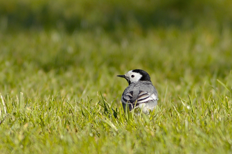 Photo Oiseaux Bergeronnette grise (Motacilla alba)