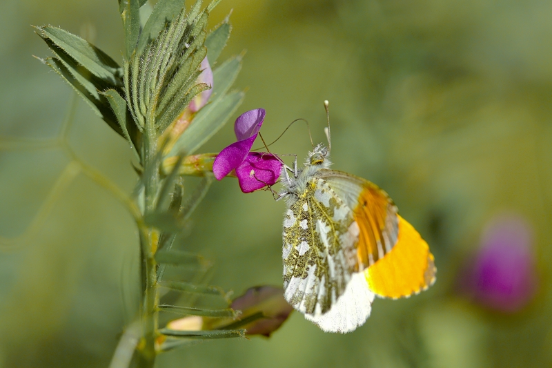 Photo Insectes Aurore (anthocaris cardamines) 