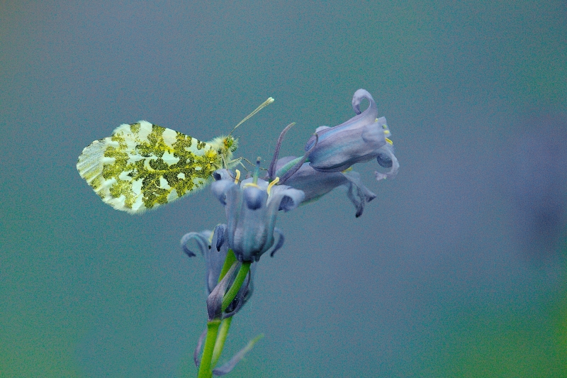 Photo Insectes Aurore (anthocaris cardamines) 