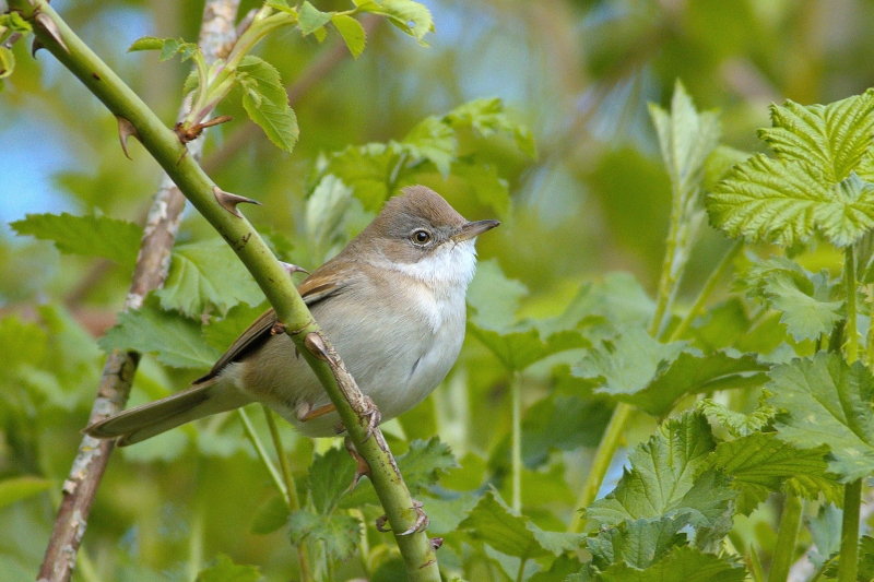 Photo Oiseaux Fauvette grisette (Sylvia communis)