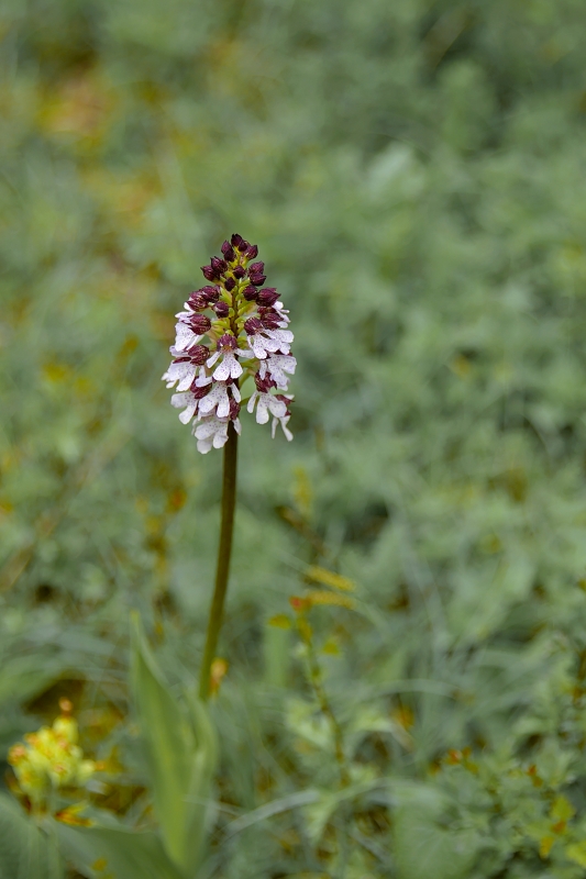 Photo Flore Orchis pourpre (Orchis purpurea)