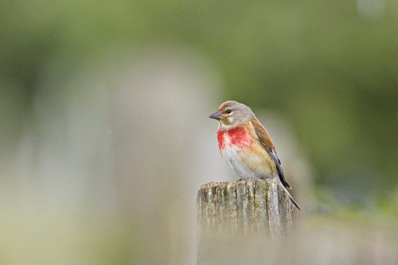 Photo Oiseaux Linotte mélodieuse (Linaria cannabina)