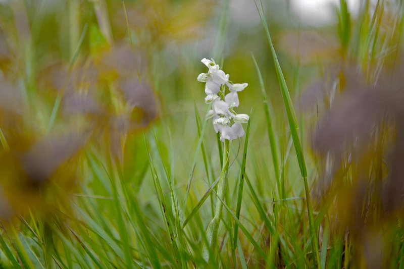 Photo Flore orchis bouffon (Anacamptis morio)