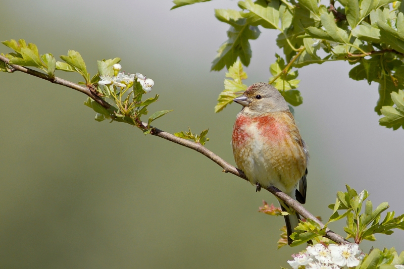 Photo Oiseaux Linotte mélodieuse (Linaria cannabina)