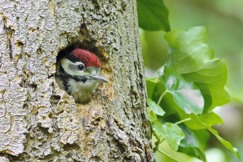 Photo Oiseaux Pic épeiche (Dendrocopos major)