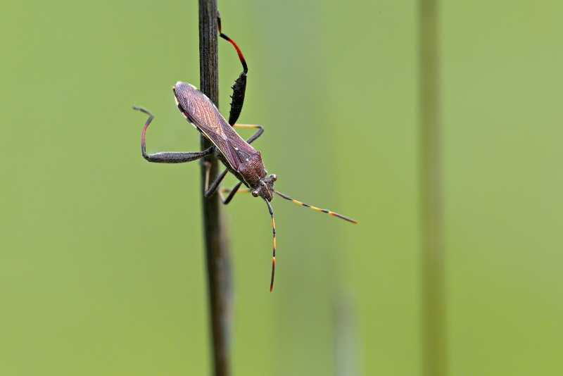 Photo Insectes Punaise des genêts (Camptopus lateralis)