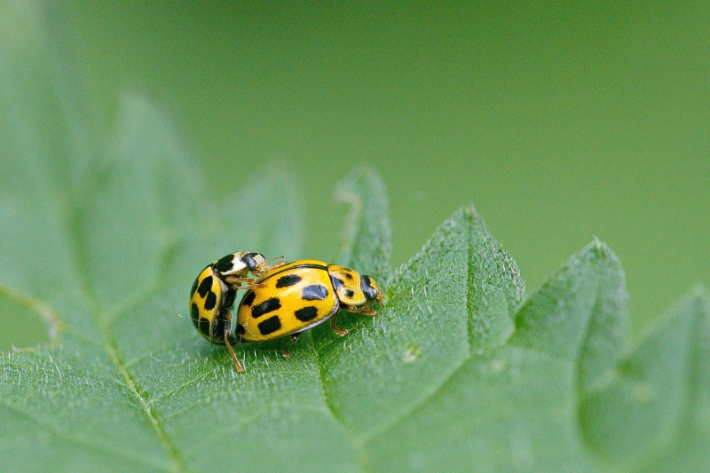 Photo Insectes coccinelle à damier (Propylea quatuordecimpunctata)