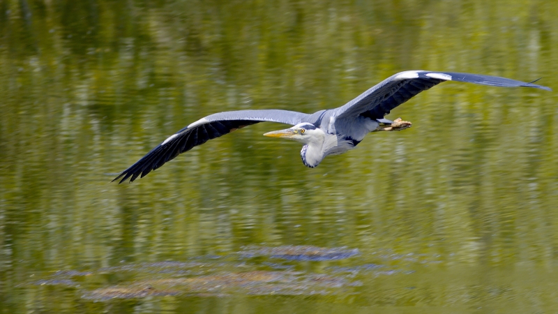 Photo Oiseaux Héron cendré (Ardea cinerea)