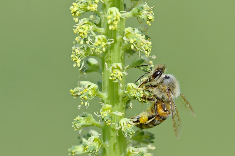 Photo Insectes abeille domestique (apis mellifera) 