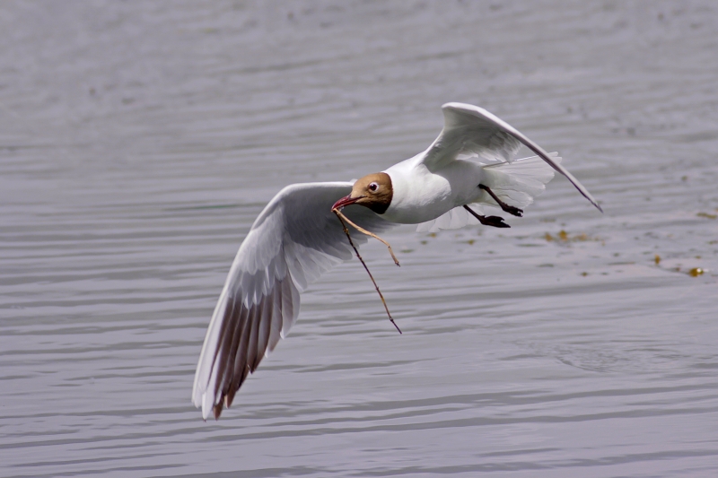 Photo Oiseaux Mouette rieuse (Chroicocephalus ridibundus)