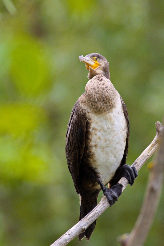 Photo Oiseaux Grand cormoran (Phalacrocorax carbo)