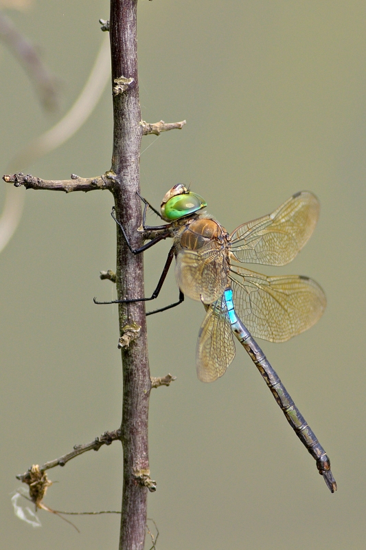 Photo Insectes Anax napolitain (Anax parthenope)