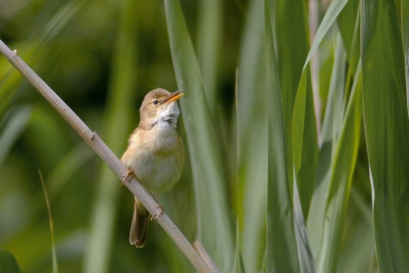 Photo Oiseaux Rousserolle effarvatte (Acrocephalus scirpaceus)