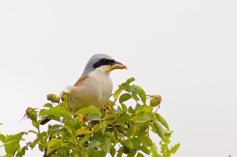 Photo Oiseaux Pie-grièche écorcheur (Lanius collurio)