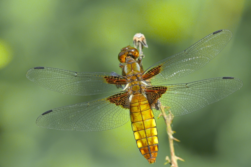 Photo Insectes Libellule déprimée (Libellula depressa)